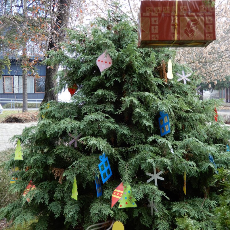 Fenyődíszítés a kórházban 27